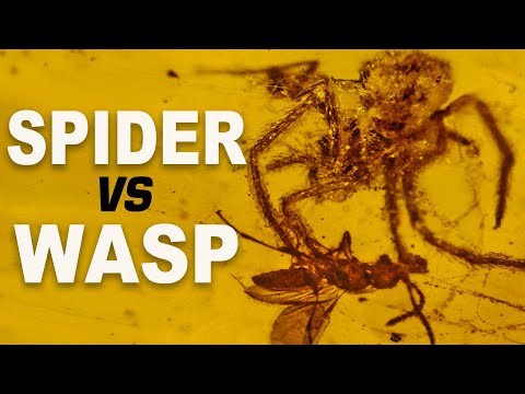 100-Million-Year-Old Spider Attack Frozen in Amber!