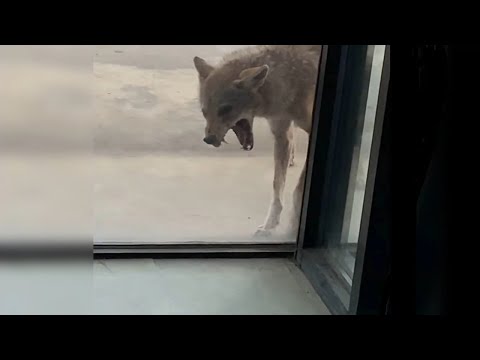 Неожиданные встречи с ВОЛКАМИ, снятые на камеру