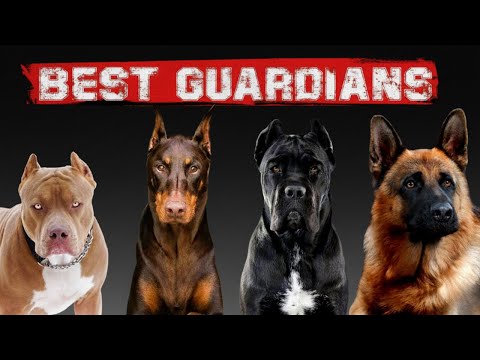 The 10 Best Guard Dogs in the World 😮