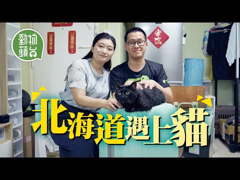 港男北海道工作假期遇上流浪愛滋貓 排除萬難花4萬救貓搞寵物移民 女友棄求婚戒指甘願將貓貓帶回香港 #動物蘋台─果籽 香港 Apple Daily─原刊日期：20210508