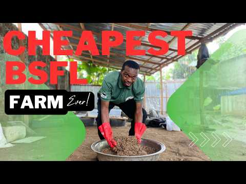 Cheapest Black Soldier Fly Farm Ever! | How to Start Your Own BSF Farm on a Budget
