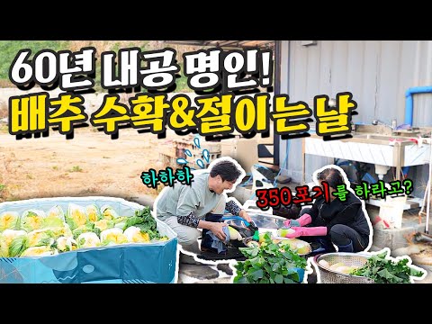 배추 수확&절이기 350포기 다 언제 김장하나🥬김치 명인 엄마 소환👵🏻
