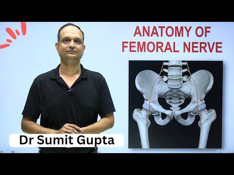 Femoral nerve anatomy 3d | branches | course | Clinical anatomy |
