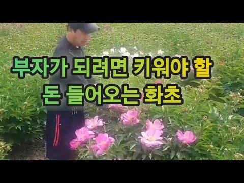 If you want to grow 'peony' (Hampak Flower) easily at home, you must do it like this!!