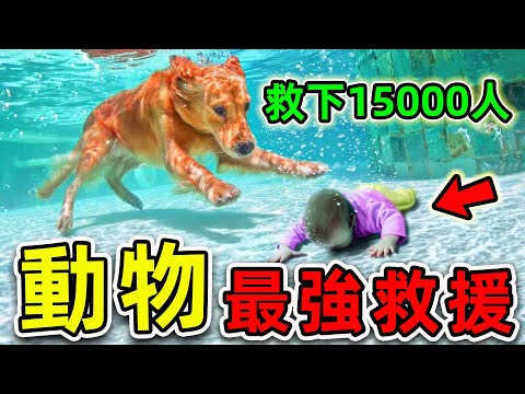 全世界最強的10個救人動物！第一名一生救下15000人，看哭國外2億網友，結局卻十分淒慘！|#世界之最top #世界之最 #出類拔萃 #腦洞大開 #動物救援 #top10 #最強救援 #救人動物