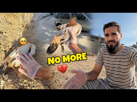 Hamari pyari murghi chali gai hamesha ke lye 💔