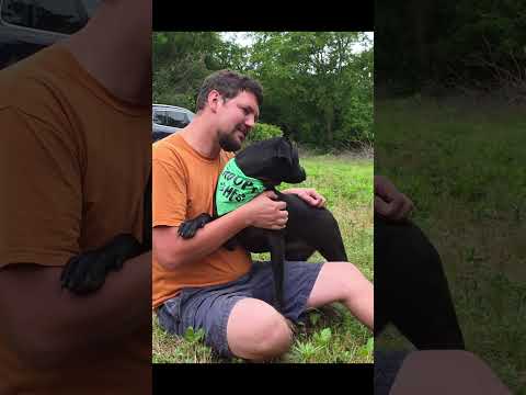 Adorable pup, looking for her forever home. #reacuedog #dog #labrador #puppy