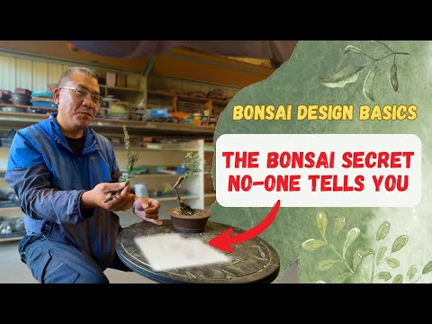 How to Structure Bonsai Branches Like the Experts Do