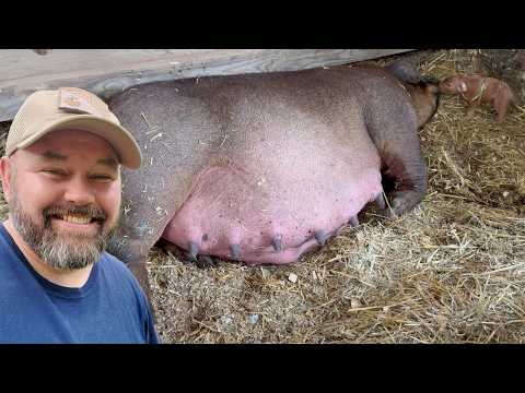 They Just KEPT Coming - Shocking Piglet Birth Caught On Camera!