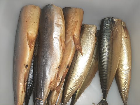 Is it more profitable to make money from fish processing or meat processing?