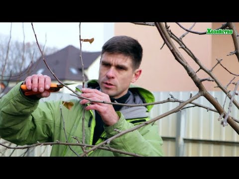 Как правильно обрезать яблоню осенью? Формировка кроны яблони для сада.