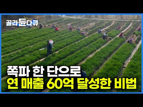 5만 평 규모 쪽파밭에서 30년 동안 밀어붙인 재배 방법으로 연 매출 60억 달성한 비법ㅣ끈기 있게 키운 쪽파로 인생 농사 성공 신화ㅣ극한직업│#골라듄다큐