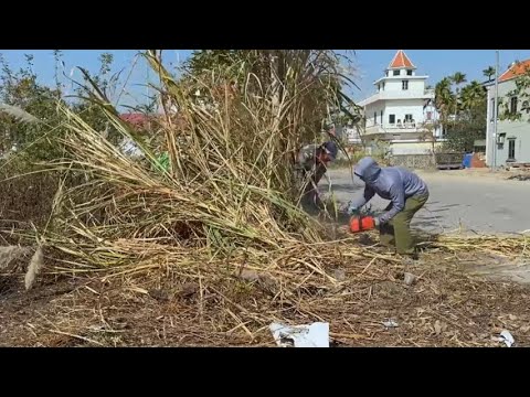 Forgotten Sidewalk Disaster - Cleaning Up Overgrown Sidewalks