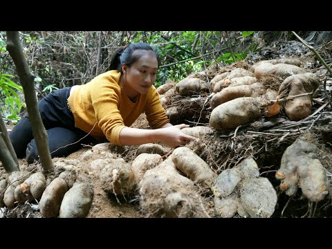 Harvest many strange tubers in the forest, wild fruit, pumpkin, green vegetables to market to sell