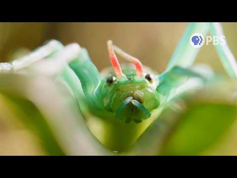 This Stick Insect Has a Peppermint-Scented Secret Weapon | Deep Look