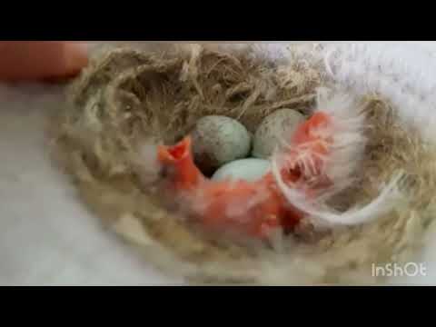 Сезон разведения канареек 2022 Анапа