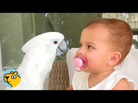 Gentle Parrot Protects This Baby And Plays Piano With Her!