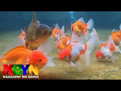 KBYN: Gold fish aabot sa sampung libo ang halaga