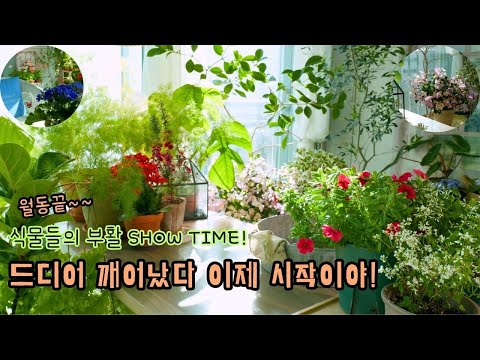 [4K] The Impressive Growth Records & Care Methods of 20 Plants That Survived Winter