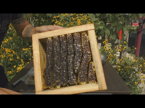 Открыл в первый раз японский улей и в нем вот что!!!