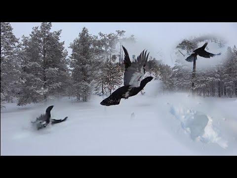 Охота на глухаря