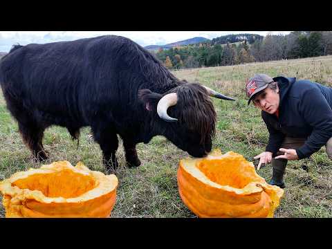 Feeding My Shaggy Cattle Giant Pumpkins