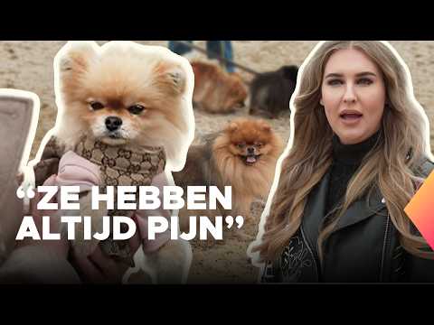 ‘Minihondjes’ kampen vaak met gezondheidsproblemen