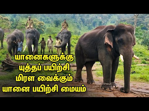 Elephant documentary - கும்கியாக மாறும் காட்டு யானைகள்|கோழி கமுத்தி யானை பயிற்சி மையத்தில் ஒரு நாள்!