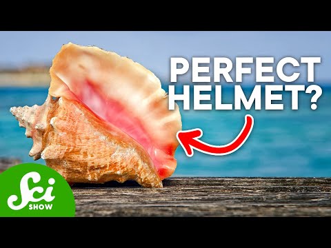 Animal Armor That Inspired Human Innovations