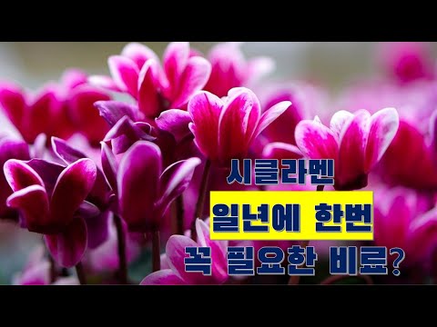 How to grow cyclamen