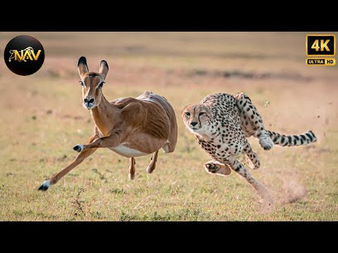 WILD SAVANNAH | The Mystery of the Fastest Warriors | Wild Animal Documentary