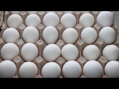 ПРОФЕССИОНАЛЬНЫЙ РЕЖИМ ИНКУБАЦИИ КУРИНЫХ ЯИЦ!