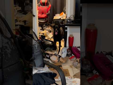 My Human Got Me a Free Maid!! 🐶😍#makeover #housecleaning #beforeandafter #dog #cleaningup