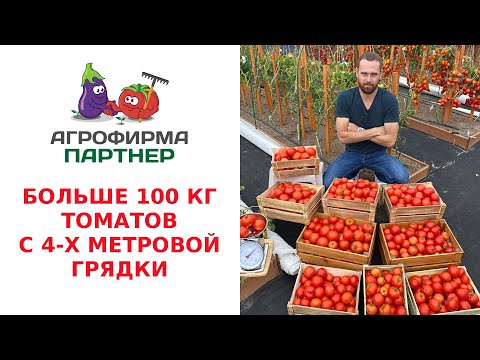 БОЛЬШЕ 100 КГ ТОМАТОВ С 4-Х МЕТРОВОЙ ГРЯДКИ