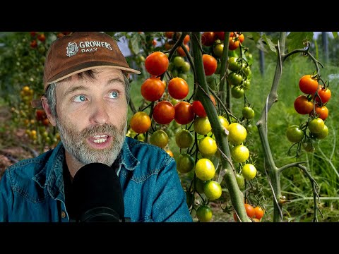Growing Tomatoes in the Same Place Every Year + What Exactly IS Considered Crop Rotation?