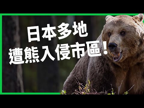 日本多地遭熊入侵市區！氣候異常逼熊下山、把人當獵物？ 日本修法放寬緊急獵殺卻炎上？  【TODAY 看世界】