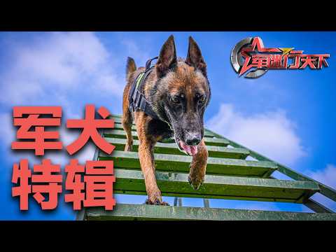 首部中国军犬成长大片发布！军犬的伙食标准有多高？战斗力有多强？独家探访中国军犬训练基地：从出生到入列 看萌犬如何变猛犬！「军迷行天下」20260225 | 军迷天下