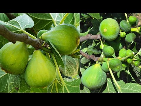 سماد قوي لشجرة التين طبيعي هتعمله في المنزل بسهولة  ممكن تستعمله صيفا وشتاءً