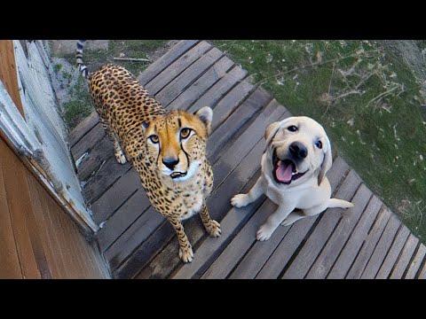 Quand votre animal ramène un ami à la maison !