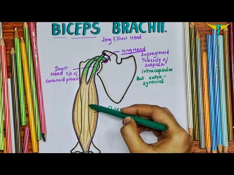 Biceps Brachii Muscle | Origin | Insertion |Nerve supply | Actions | Clinical Testing