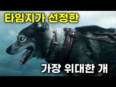 말도 안되는 능력으로 알래스카 수백명 사람의 목숨을 구해낸 한 천재 개의 실화 [영화리뷰/결말포함]