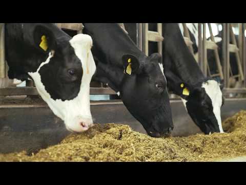 Заготовка сенажа в ЭкоНиве