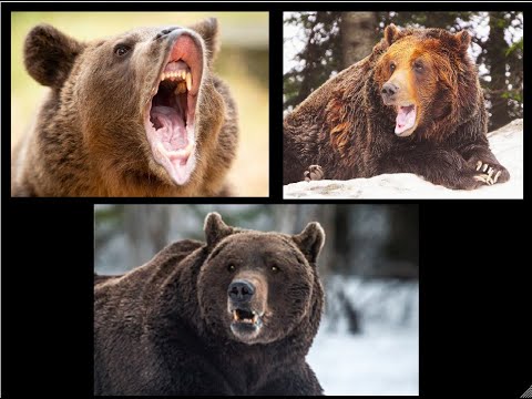 Three Brown Bear Attacks That Make You Think
