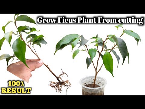 Propagation of Ficus Plant from cutting . How to grow ficus Benjamina from cutting.
