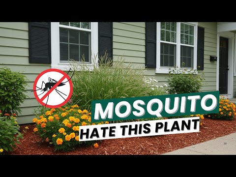 Put These 10 Plants in Your Yard & Mosquitoes Will Flee Instantly