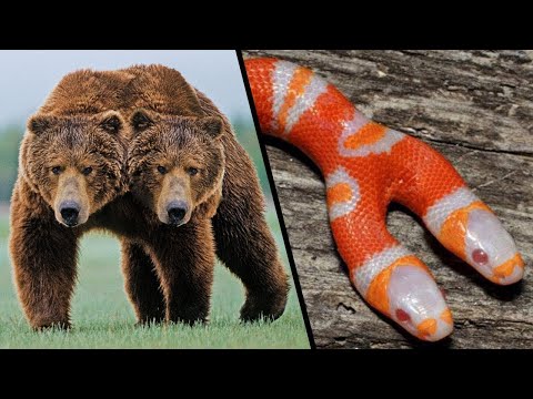 STRANGEST Two-Headed Animals
