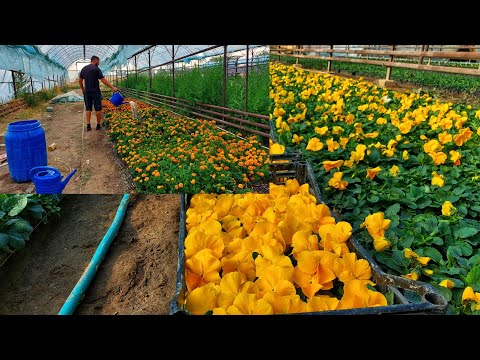 ПОЧЕМУ Я ПОДКАРМЛИВАЮ МНОГО. Наработанная схема годами. ХОТИТЕ ВЫРАЩИВАТЬ КАЧЕСТВЕННУЮ ПЕТУНИЮ