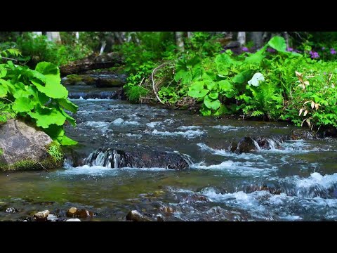 The sound of the river that improves concentration (the murmuring of the river) [study, sleep, ASMR]