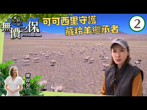 陳貝兒 可可西里守護藏羚羊繼承者 | 無窮之路 II - 無價之保 #02 | 陳貝兒 | 粵語中字 | TVB 2022