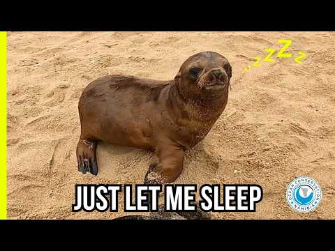 When You’re Too Sleepy to Notice a Seal Rescue
